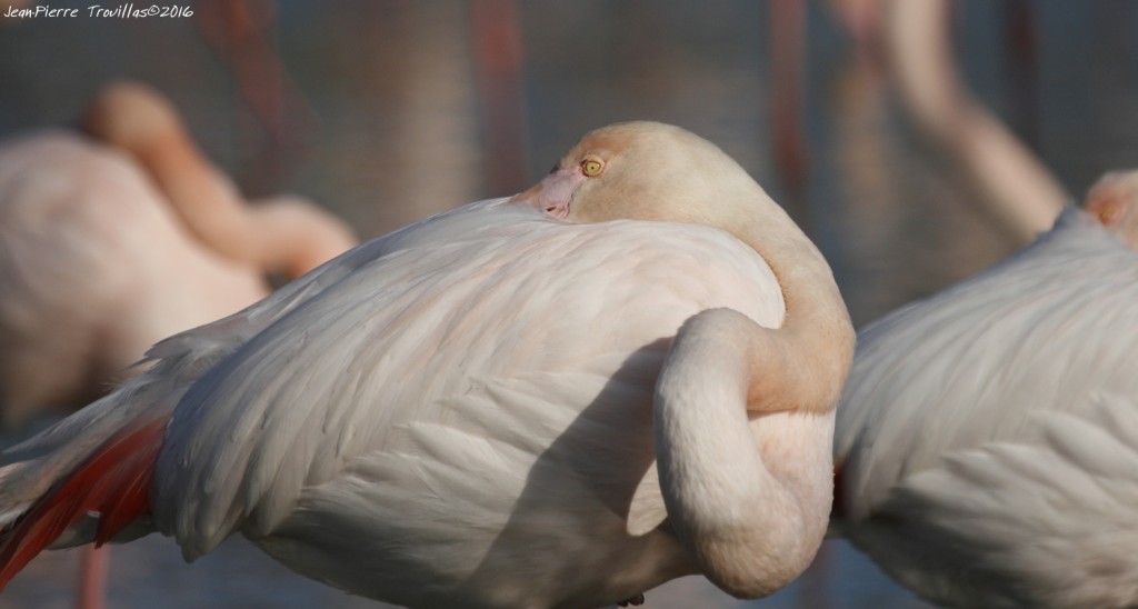 flamant-rose (05)