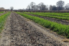 05_asperges