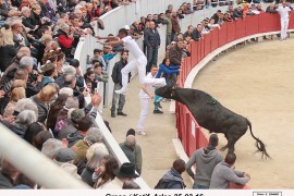 08_greco(st antoine)_katif_3