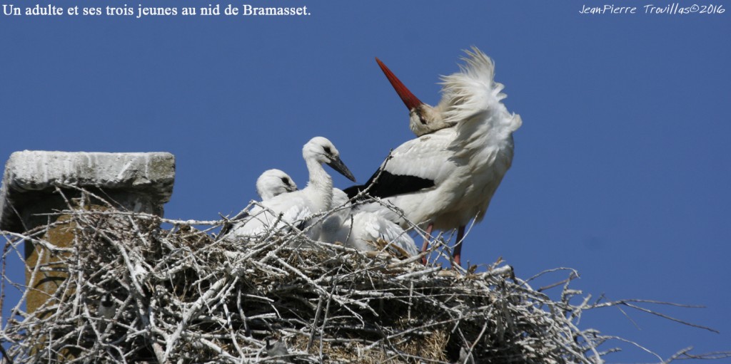 cigogne-blanche (03)