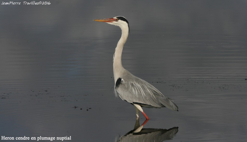 heron-cendre (01)