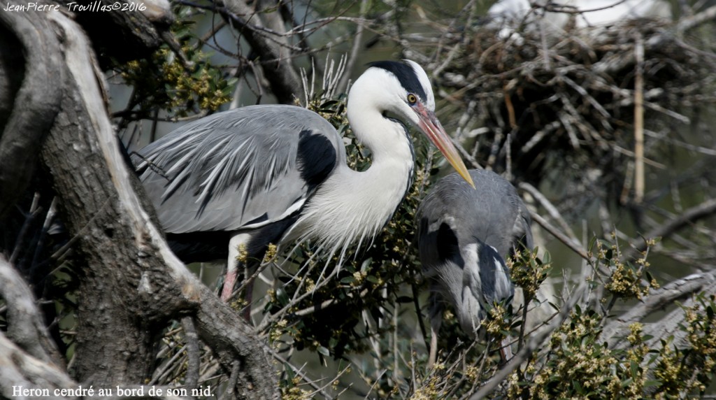 heron-cendre (02)