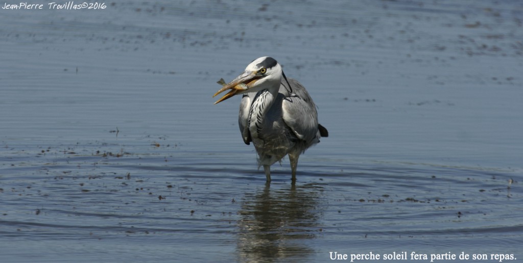 heron-cendre (03)