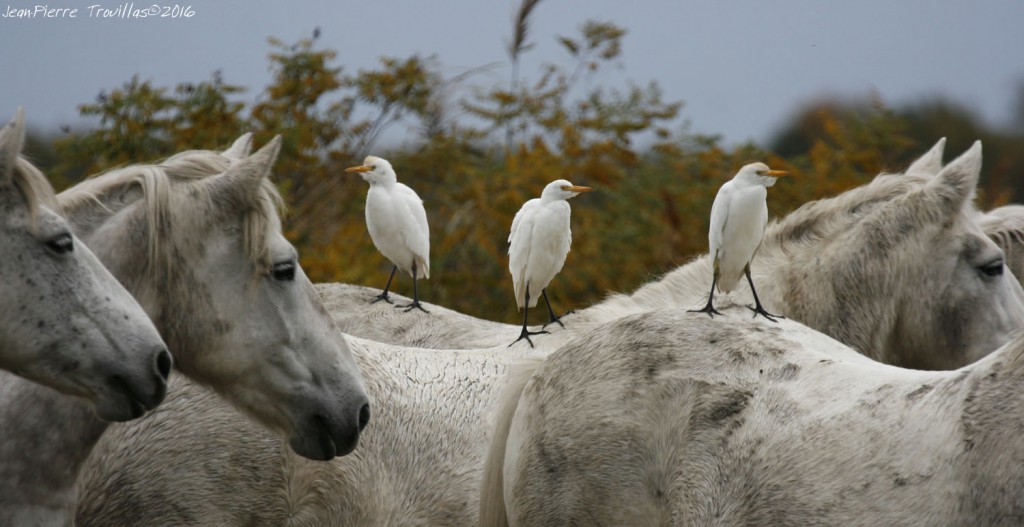 Heron-gardeboeuf (01)