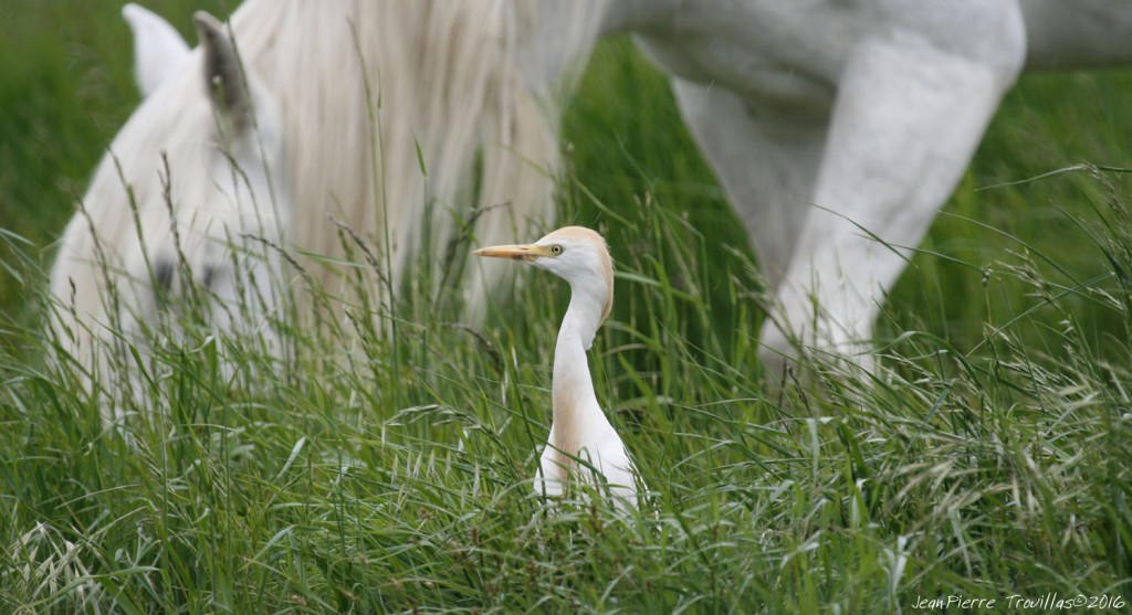 Heron-gardeboeuf (02)