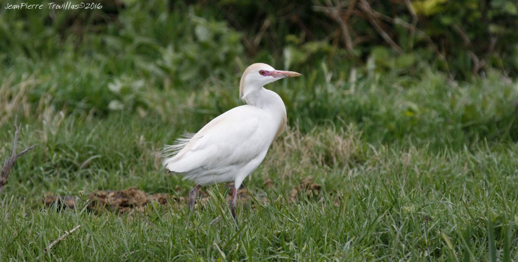 Heron-gardeboeuf (03)