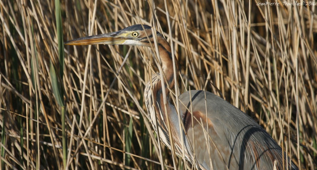 heron-pourpre (01)