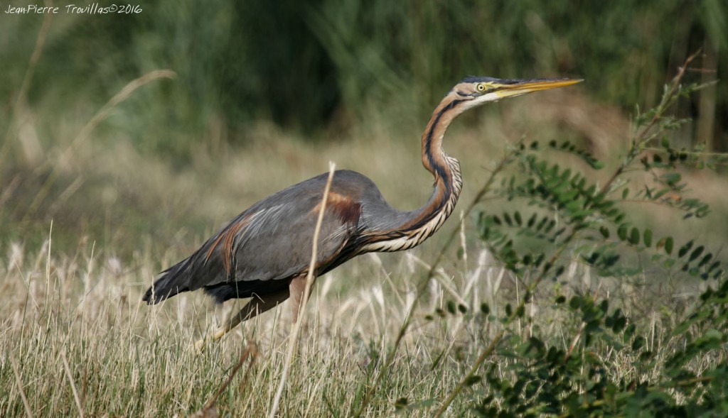 heron-pourpre (02)