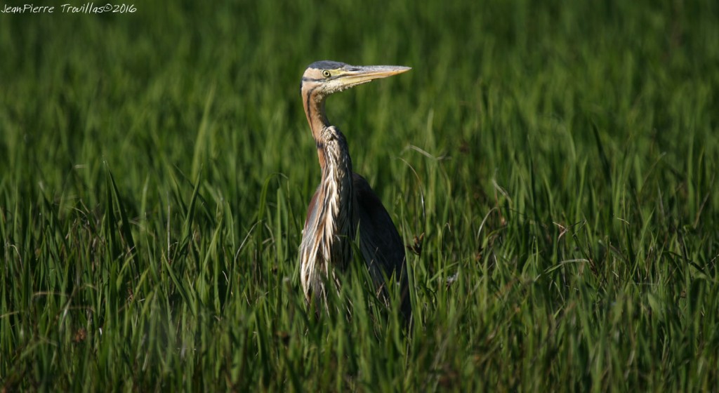 heron-pourpre (03)