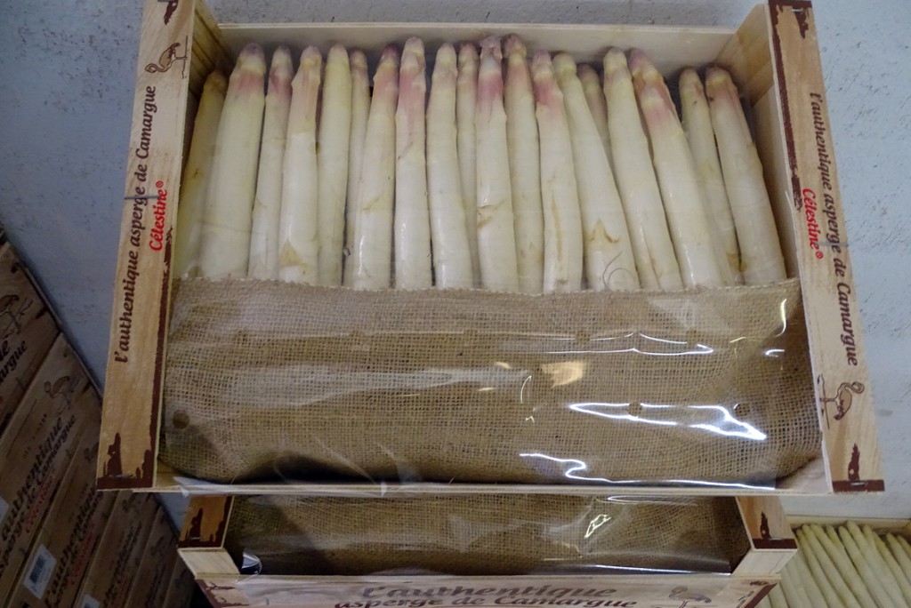 00_asperge_de_Camargue