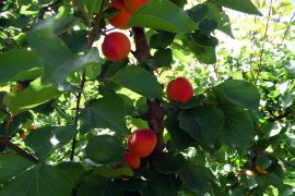 02_abricots