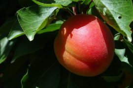 05_abricot