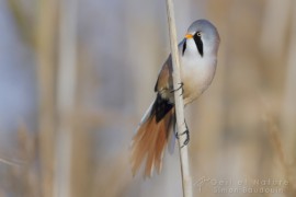 _MG_7250 (1)