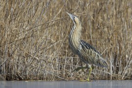 butor_etoile_SBaudouin_SMCG_2 (1)