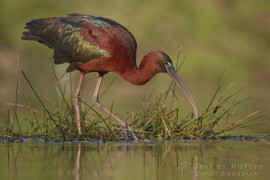 ibis falcinelle_S Baudouin_SMCG_13 (1)
