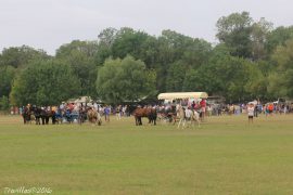Abrivado-(02) (1)