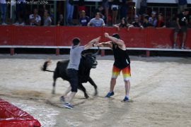 Une vache coopérante