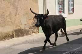 abrivado18-(09)
