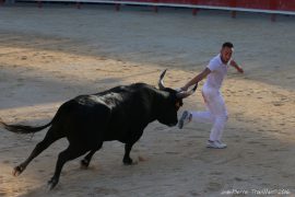 course-stag-(04)