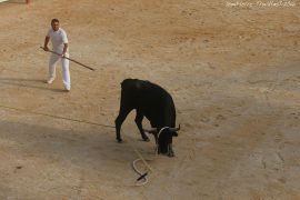 course-taureau-jeun18-(11)