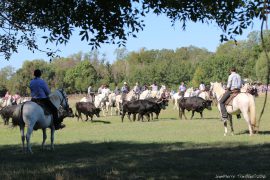 fete-vauvert-(028)