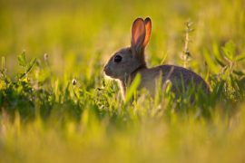 Lapin de garenne