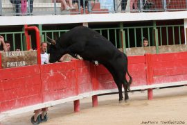 taureau-jeune20-(03)