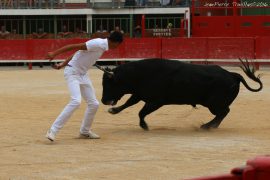 taureau-jeune20-(05)
