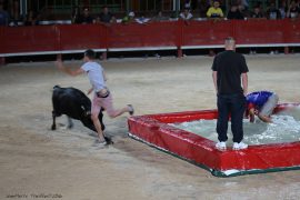 taureau-piscine-(03)