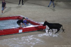 taureau-piscine-(04) (1)