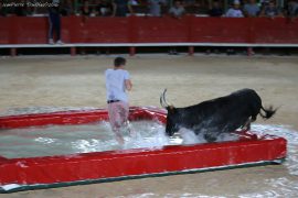taureau-piscine-(04)