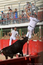 vache-cocarde-(006)