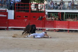 vache-cocarde-(009)