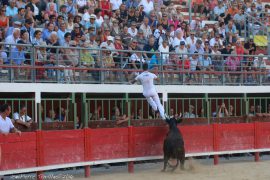 vache-cocarde-(010)