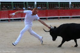 vache-cocarde-(015)