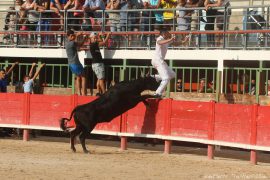 vache-cocarde-(020)