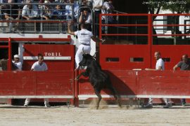 vache-cocarde-(023)