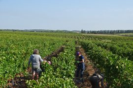 02_vendanges-gallician