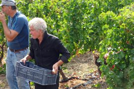 03_vendanges-gallician