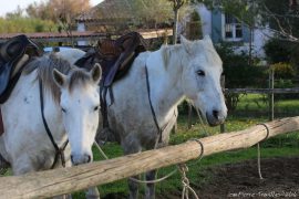 bistournage-003