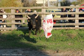 bistournage-019