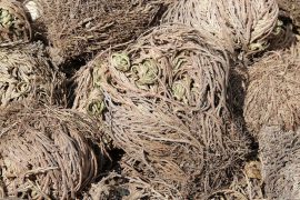 rose-of-jericho-60312_960_720