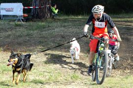 03_canicross30