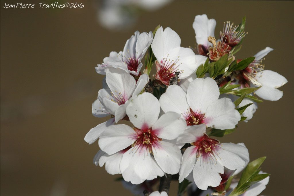 063-fleur.amandier