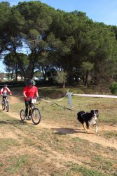 10_canicross_de_vauvert