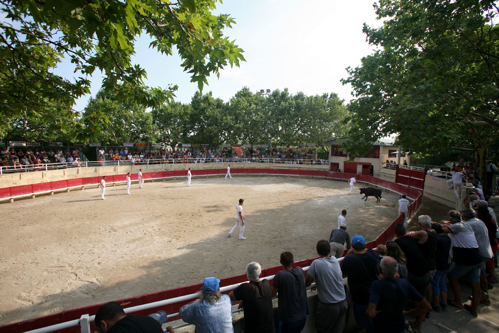 Royale des vaches cocardières de la manade Blatière-Bessac