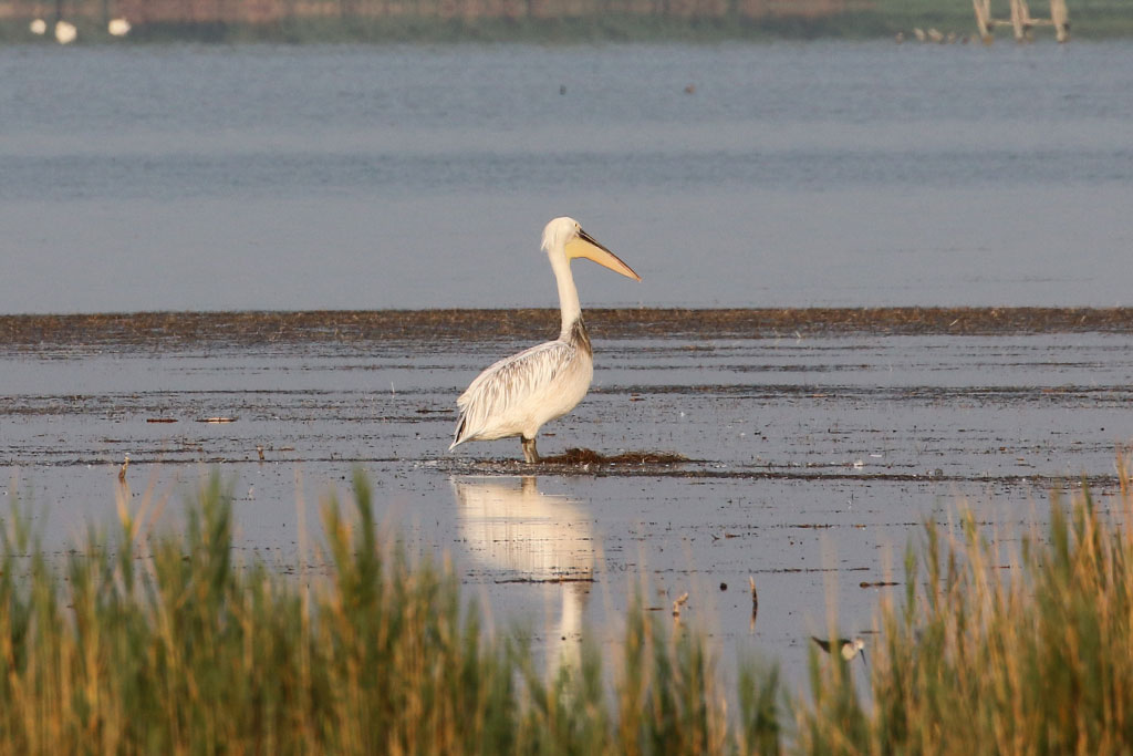 Un pélican en vacances sur l’étang du Charnier