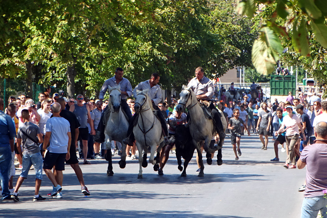 Vauvert : la Costière ouvre les festivités