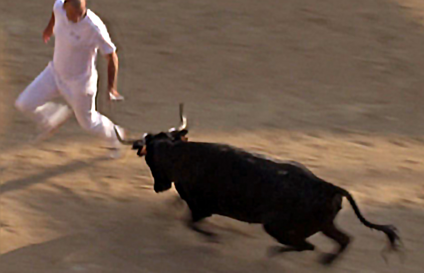 Vauvert : La finale du Trophée des Vaches cocardières en haut de l’affiche du Revivre