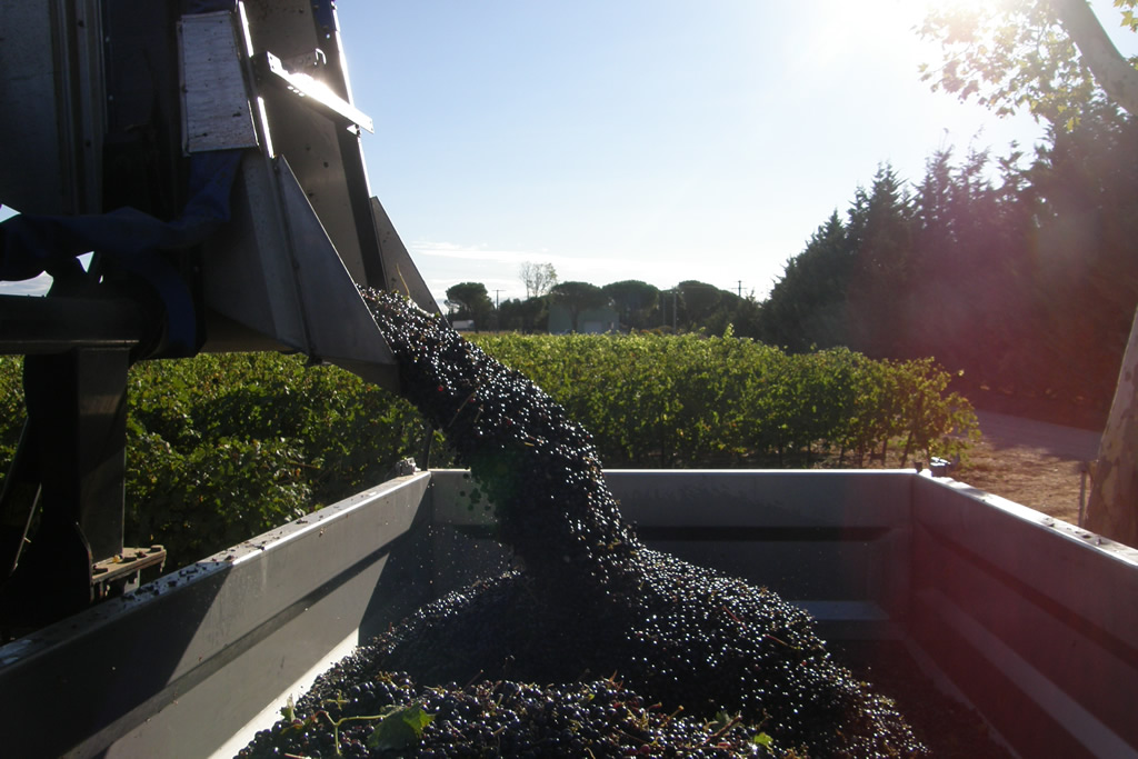 Vauvert : un climat idéal pour les vendanges au Domaine du Vistre